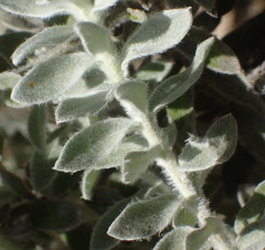 Helichrysum dasyanthum