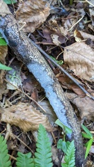 Basidiomycota