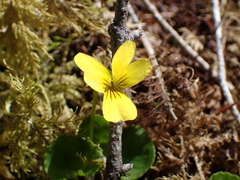 Viola
