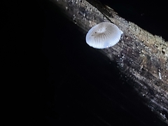 Mycena chlorophos