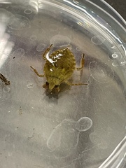 Nepomorpha