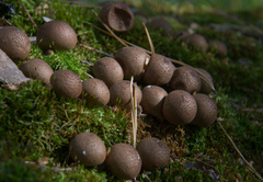 Apioperdon