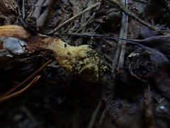 Chroogomphus mediterraneus