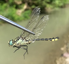 Gomphus schneiderii