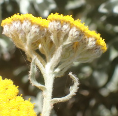 Helichrysum dasyanthum