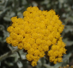 Helichrysum dasyanthum