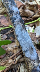Basidiomycota