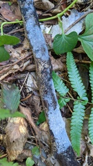 Basidiomycota