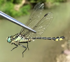 Gomphus schneiderii