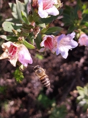 Apis mellifera capensis