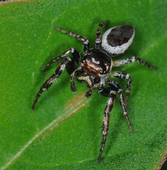 Metaphidippus perfectus