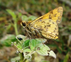 Ampittia dioscorides