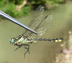 Gomphus schneiderii