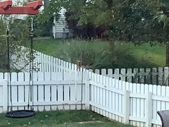 Passer domesticus