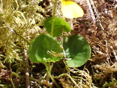 Viola
