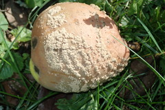 Monilinia