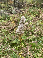 Solidago uliginosa