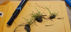 Juncus repens