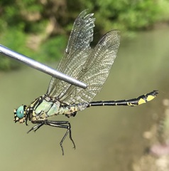 Gomphus schneiderii
