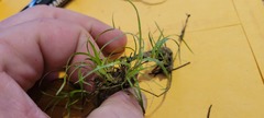 Juncus repens