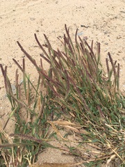 Tragus berteronianus