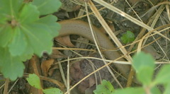 Duberria lutrix