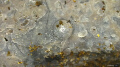 Basidiomycota