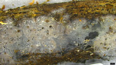 Basidiomycota