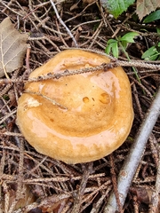 Lactarius scrobiculatus