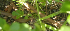 Duberria lutrix