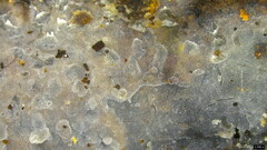 Basidiomycota