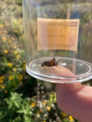 Allonemobius fasciatus