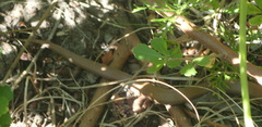 Duberria lutrix