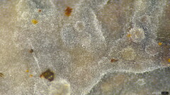 Basidiomycota