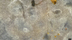 Basidiomycota