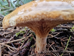 Lactarius scrobiculatus