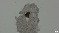 Basidiomycota