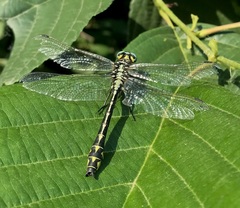Gomphus schneiderii