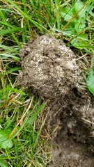 Scleroderma