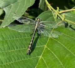 Gomphus schneiderii
