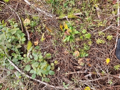 Lactarius scrobiculatus