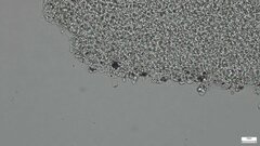 Basidiomycota