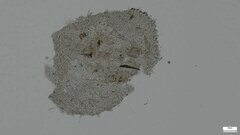 Basidiomycota