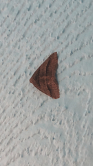 Digrammia continuata