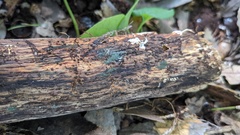 Chloridium gonytrichii