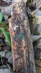 Chloridium gonytrichii