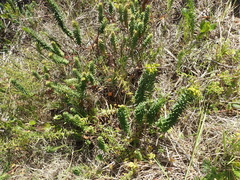 Euphorbia genistoides