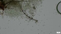 Chloridium gonytrichii