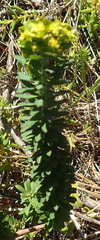 Euphorbia genistoides