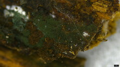 Chloridium gonytrichii